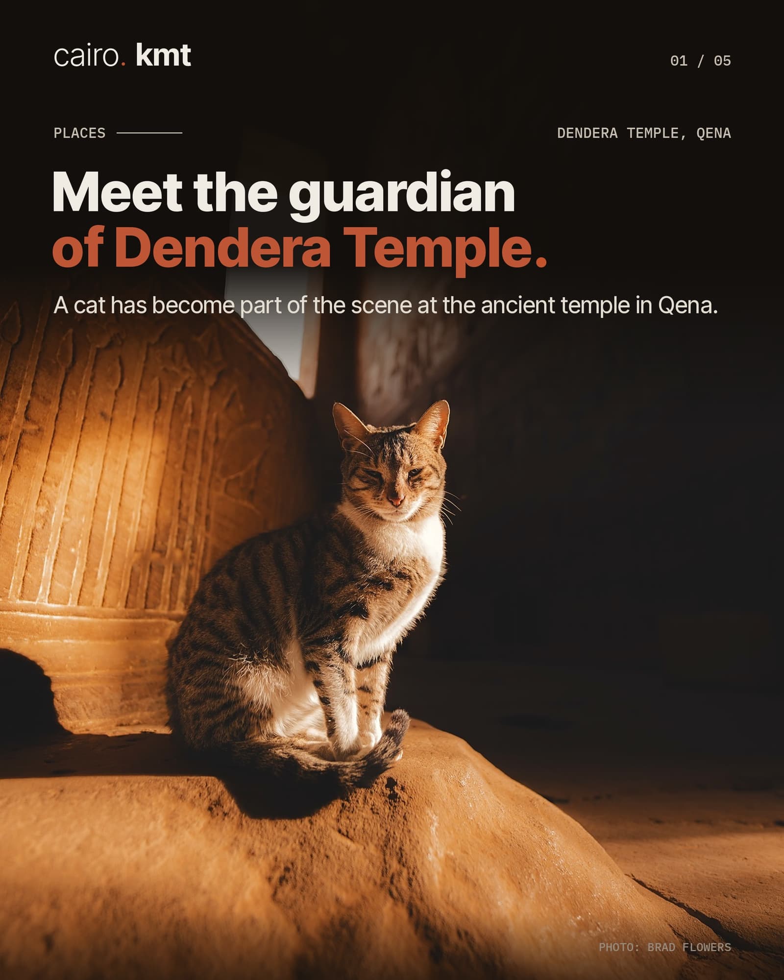 A tabby cat sitting in the warm light of Dendera Temple