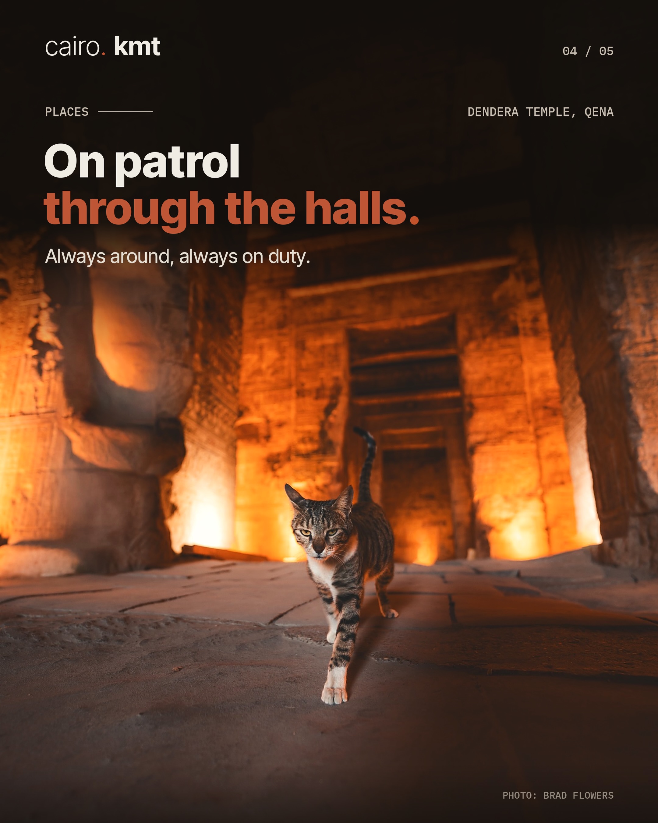 A tabby cat sitting in the warm light of Dendera Temple