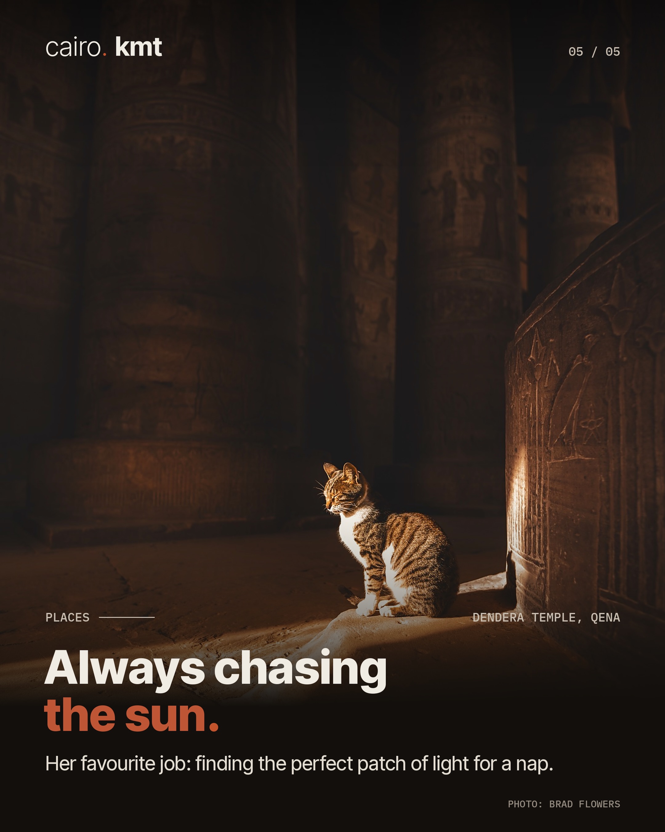 A tabby cat sitting in the warm light of Dendera Temple