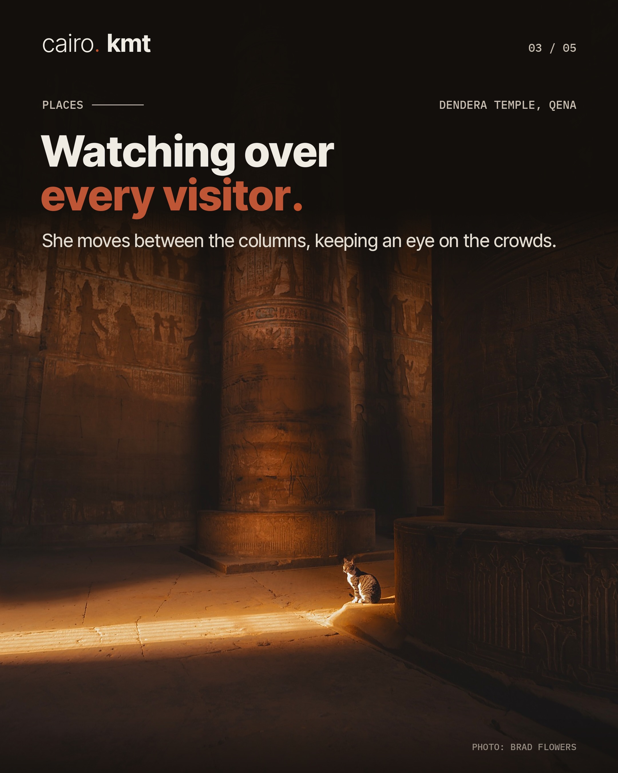 A tabby cat sitting in the warm light of Dendera Temple