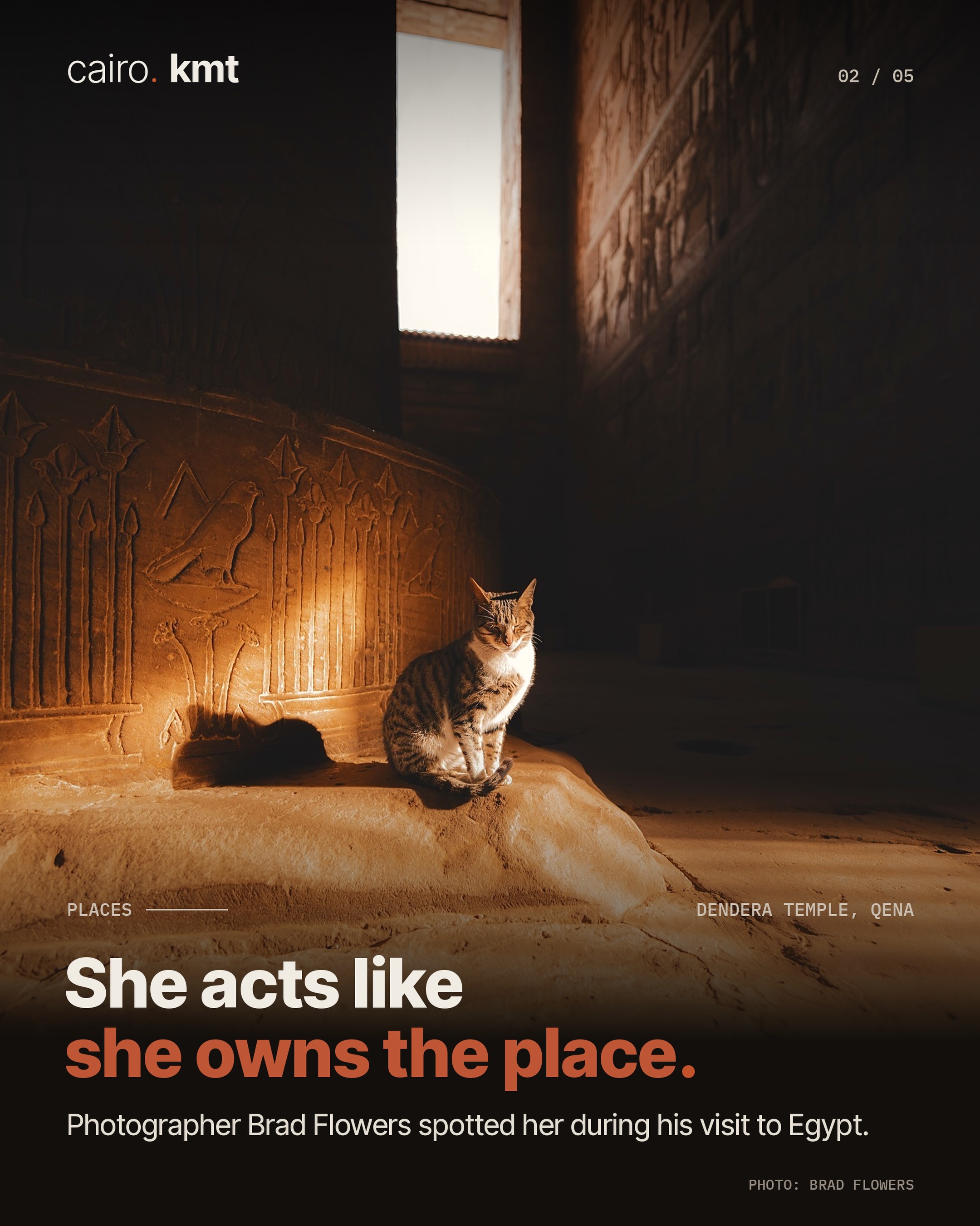 A tabby cat sitting in the warm light of Dendera Temple